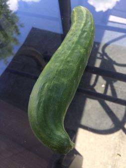My first cucumber! And what a hefty fella he is