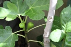 Fig Tree with mini fruits